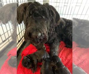 Schnauzer (Giant) Puppy for sale in STOCKBRIDGE, GA, USA