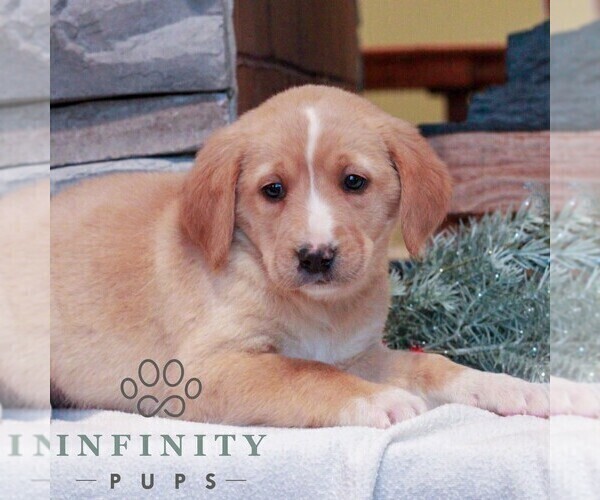 Medium Photo #1 Bernedoodle (Miniature)-Labrador Retriever Mix Puppy For Sale in LEBANON, PA, USA