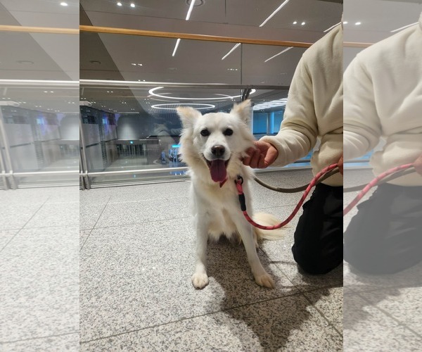 Medium Photo #2 Unknown-pomeranian spitz Mix Puppy For Sale in Agoura Hills, CA, USA