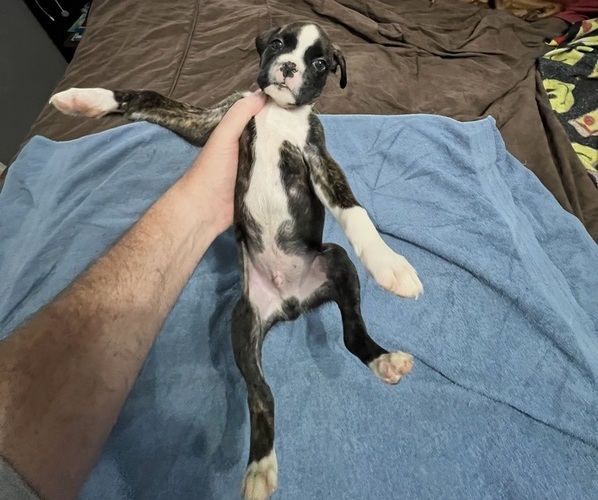 Medium Photo #1 Boxer Puppy For Sale in BLOOMINGTON, IL, USA