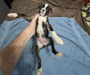 Boxer Puppy for sale in BLOOMINGTON, IL, USA