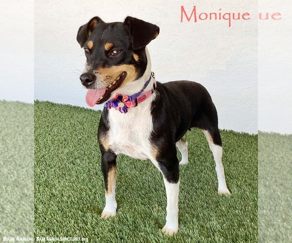 Medium Photo #1 Rat Terrier-Unknown Mix Puppy For Sale in San Diego, CA, USA