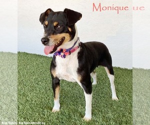 Rat Terrier-Unknown Mix Dogs for adoption in San Diego, CA, USA