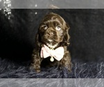 Small Photo #51 Cocker Spaniel Puppy For Sale in WARSAW, IN, USA