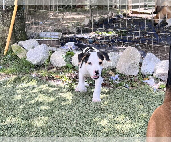 Medium Photo #2 Staffordshire Bull Terrier-Unknown Mix Puppy For Sale in Tracy City, TN, USA