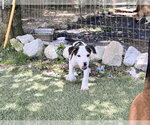 Small #1 Staffordshire Bull Terrier Mix
