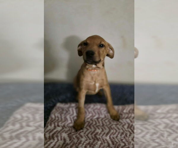 Medium Photo #1 Doberman Pinscher-Labrador Retriever Mix Puppy For Sale in Aurora, IN, USA