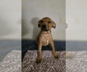 Medium Doberman Pinscher-Labrador Retriever Mix