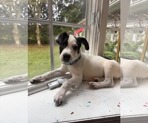 American Pit Bull Terrier-Jack Russell Terrier Mix Dogs for adoption in Oakhurst, NJ, USA