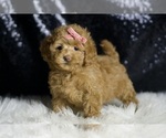 Small #4 Maltipoo