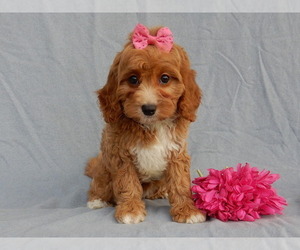 Cavapoo Puppy for sale in MILLERSBURG, OH, USA