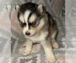 Small Photo #4 Pomsky Puppy For Sale in KENTWOOD, MI, USA