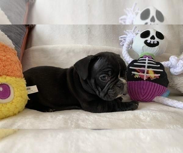 Medium Photo #7 French Bulldog Puppy For Sale in JOHNS ISLAND, SC, USA