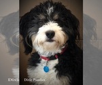 Small Photo #4 Bernedoodle-Poodle (Standard) Mix Puppy For Sale in SAINT GEORGE, UT, USA