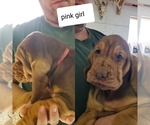 Small Photo #6 Bloodhound Puppy For Sale in BARTLEY, NE, USA