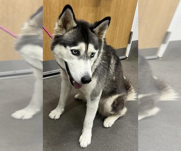 Medium Photo #1 Siberian Husky Puppy For Sale in Forestville, MD, USA