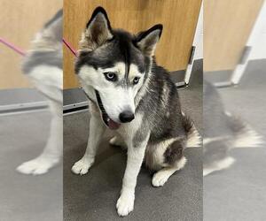 Siberian Husky Dogs for adoption in Forestville, MD, USA