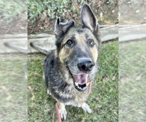 German Shepherd Dog Dogs for adoption in Modesto, CA, USA