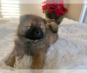 Chow Chow Puppy for sale in SAN JOSE, CA, USA