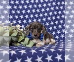 Small Photo #4 Dachshund Puppy For Sale in LEOLA, PA, USA
