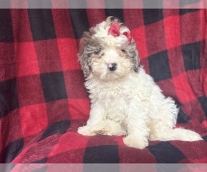 ShihPoo Puppy for sale in LAKELAND, FL, USA