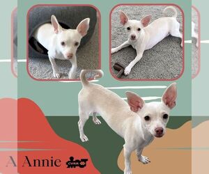 Annie - Female Chihuahua-Unknown Mix Dog for Adoption - Photo #2