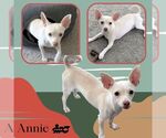 Small Photo #2 Chihuahua-Unknown Mix Puppy For Sale in Lindsay, CA, USA