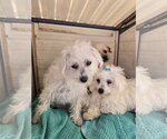 Small #3 Poodle (Miniature) Mix