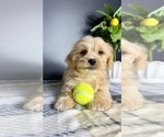 Small #2 Maltipoo