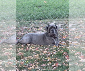 Livia - Female Neapolitan Mastiff Dog for Adoption - Photo #4