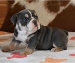 Small #5 English Bulldog