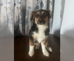 Small #21 Aussie-Corgi