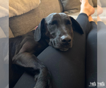 Small #7 Labrador Retriever Mix
