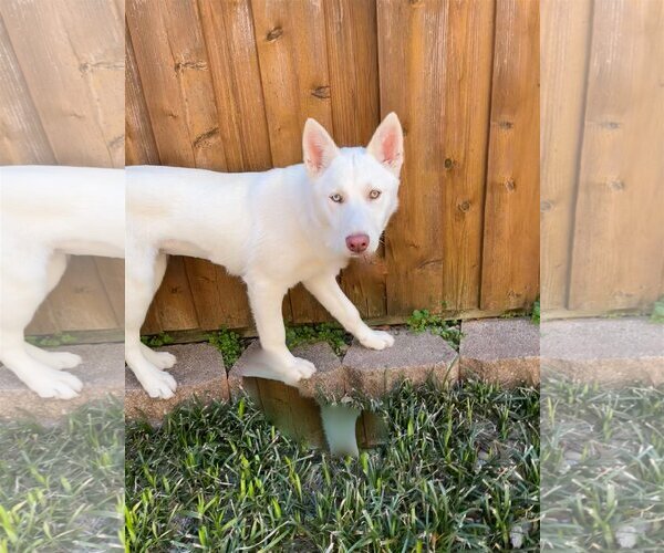 Medium Photo #12 Siberian Husky Puppy For Sale in Dallas, TX, USA