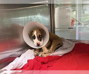 American Pit Bull Terrier-Unknown Mix Dogs for adoption in Grand Prairie, TX, USA