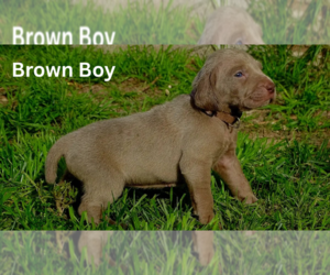 Weimaraner Puppy for sale in LAS VEGAS, NV, USA