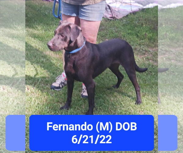 Medium Photo #5 Labrador Retriever-Unknown Mix Puppy For Sale in Farmerville, LA, USA