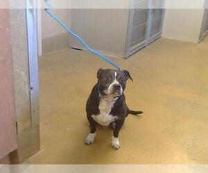 Medium American Pit Bull Terrier-Chihuahua Mix