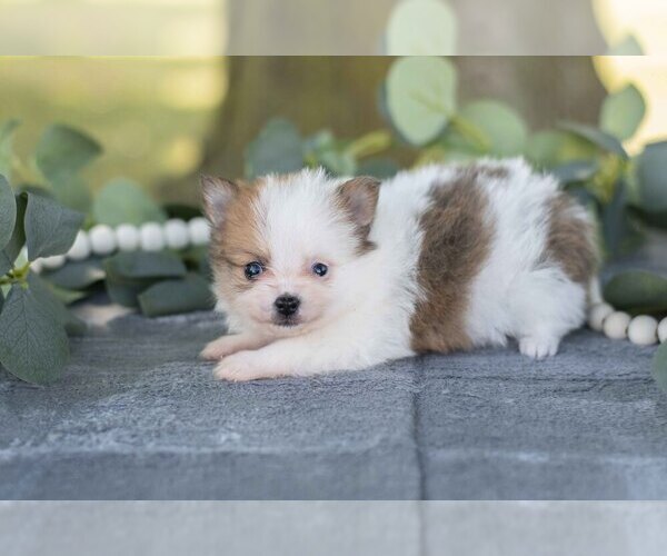 Medium Photo #2 Pomeranian Puppy For Sale in SHILOH, OH, USA