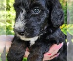 Small #6 F2 Aussiedoodle