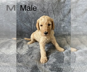 Goldendoodle Puppy for sale in HUNTINGTON, WV, USA