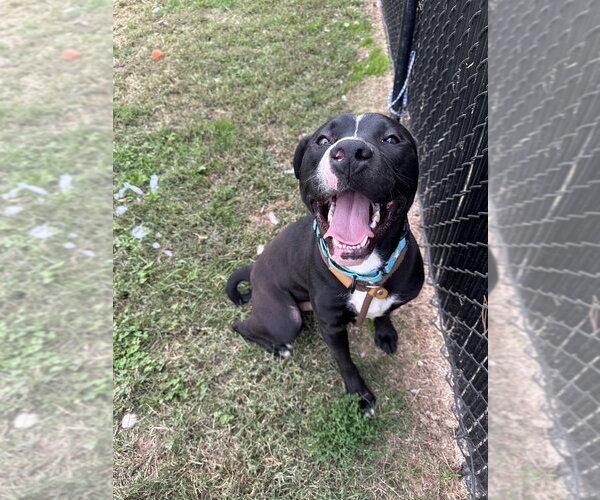 Medium Photo #7 Mutt Puppy For Sale in Evansville, IN, USA
