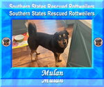 Small #1 Mutt