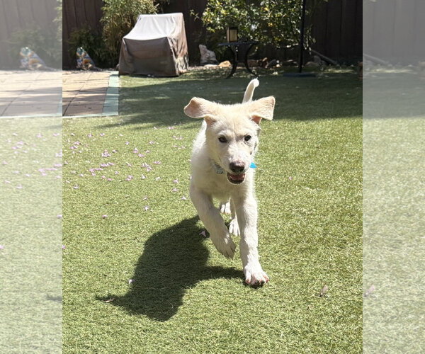 Medium Photo #4 German Shepherd Dog-Great Pyrenees Mix Puppy For Sale in Dallas, TX, USA