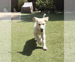 Small #3 German Shepherd Dog-Great Pyrenees Mix