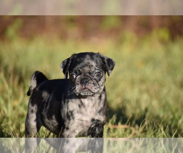 Medium Photo #1 Pug Puppy For Sale in PALM COAST, FL, USA