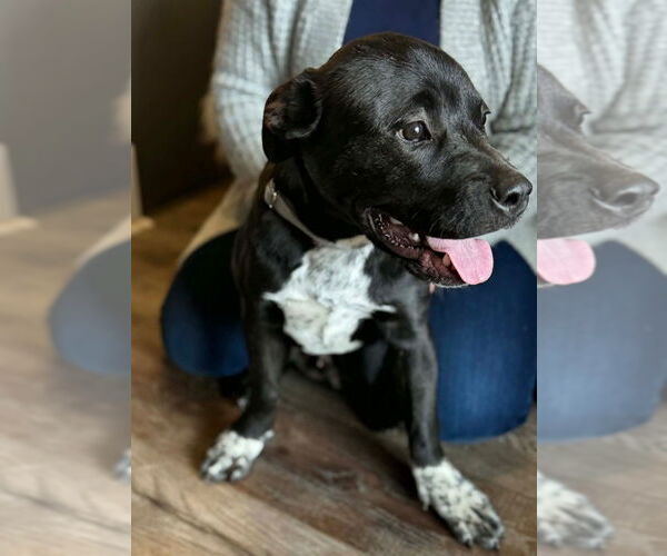 Medium Photo #2 Labrador Retriever-Unknown Mix Puppy For Sale in Canton, CT, USA