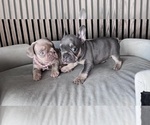 Small #2 French Bulldog