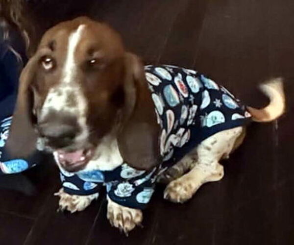 Medium Photo #3 Basset Hound Puppy For Sale in Deepwater, NJ, USA