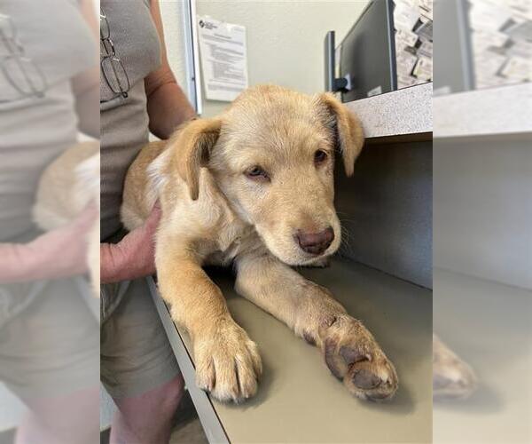 Medium Photo #1 Labrador Retriever Puppy For Sale in San Antonio, TX, USA